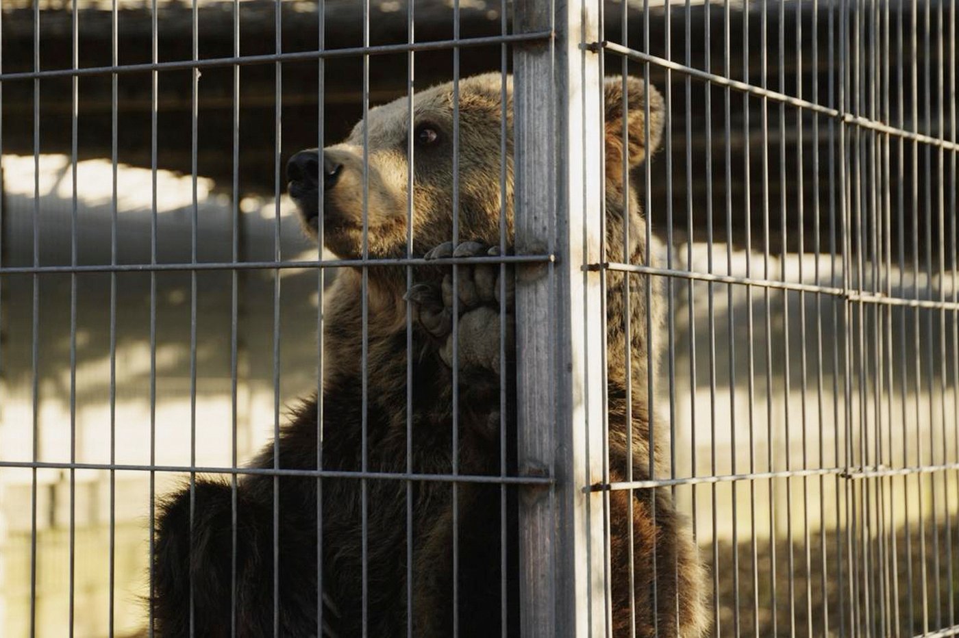 Lion and bear kept as pets in Albania find new homes in German wildlife sanctuaries | iNFOnews.ca Lion and bear kept as pets in Albania find new homes in German wildlife sanctuaries | iNFOnews.ca