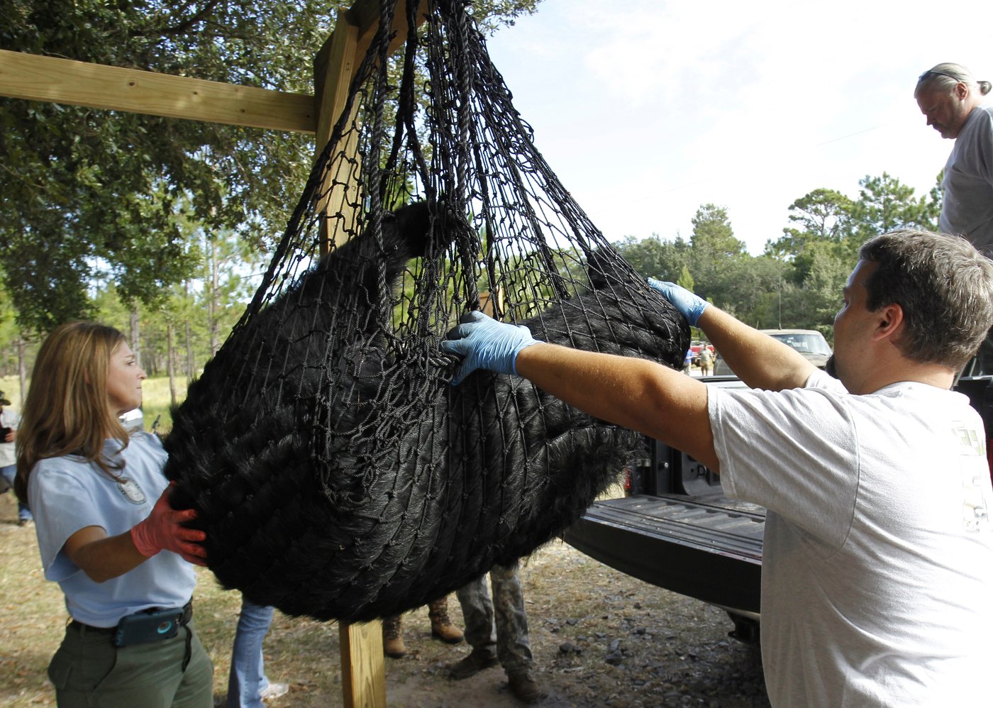 Florida kicks off first black bear hunt in a decade, despite pushback | iNFOnews.ca Florida kicks off first black bear hunt in a decade, despite pushback | iNFOnews.ca