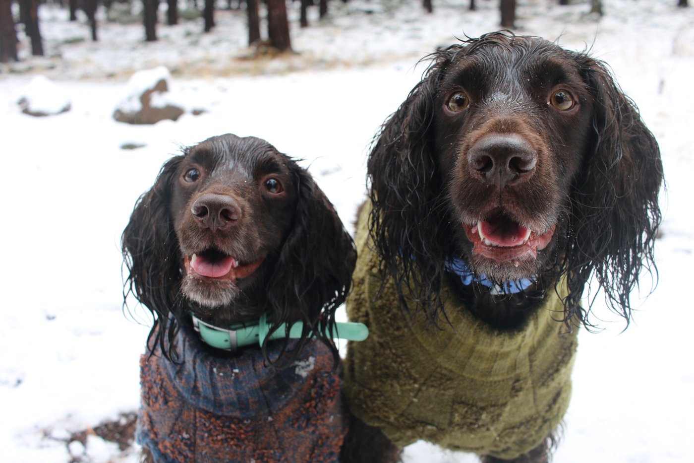 Don't forget pets when preparing for winter's cold. Here's what experts recommend | iNFOnews.ca