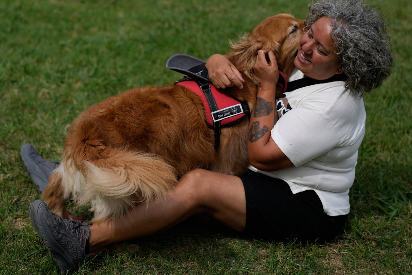 Photos of golden retrievers gathered in Buenos Aires for a world record attempt | iNFOnews.ca