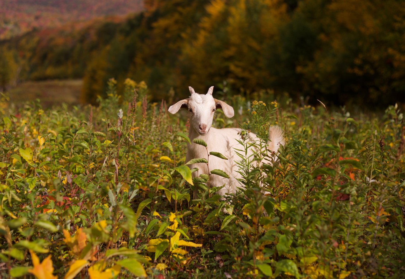 Livestock landscaping: Vermont ski areas employ goats and sheep to clear the slopes | iNFOnews.ca