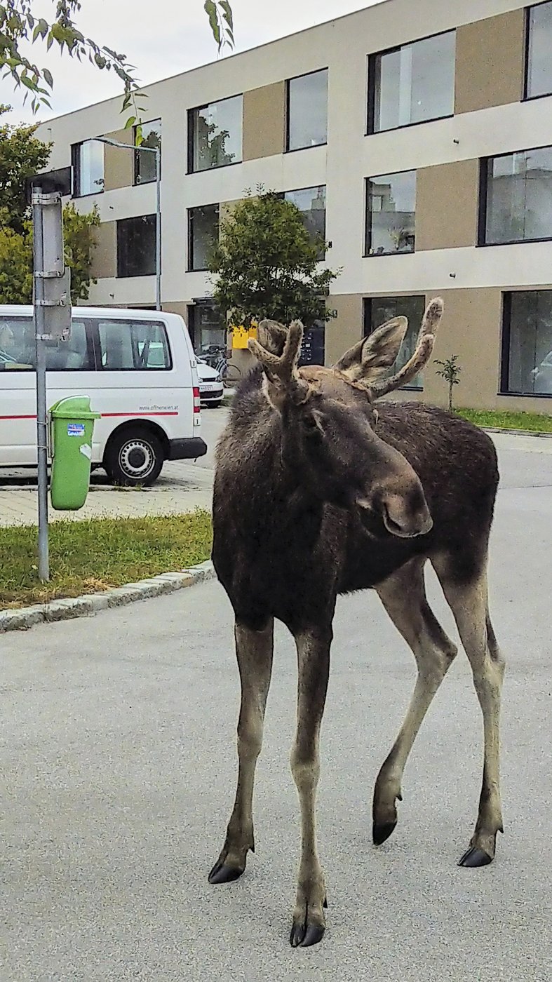The adventures of Emil the moose keep a corner of Austria on its toes | iNFOnews.ca