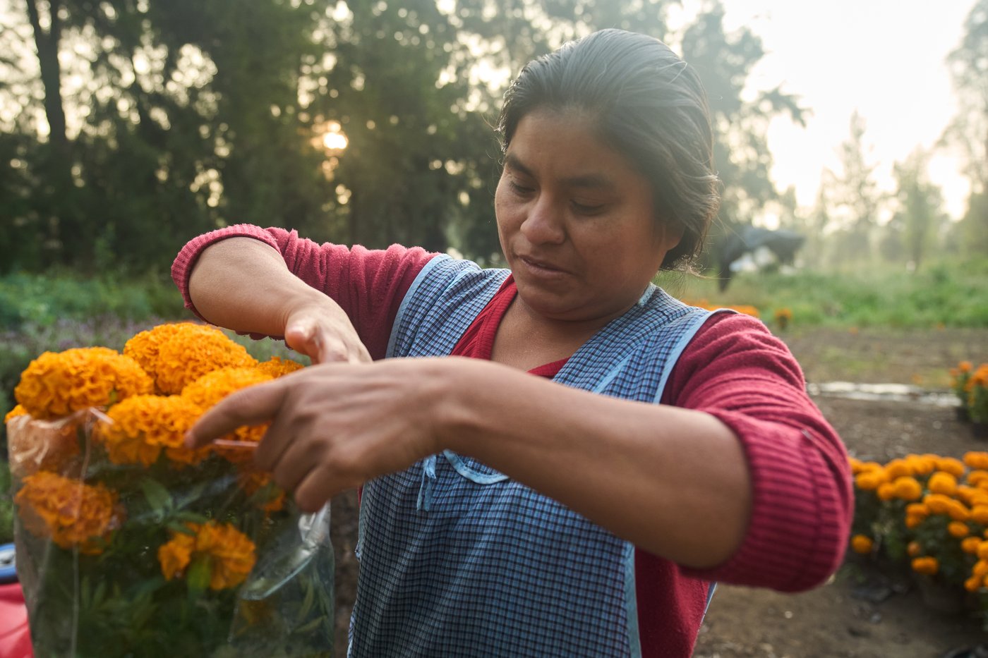 This orange flower cloaks Mexico during Day of the Dead. Climate change is putting it at risk | iNFOnews.ca