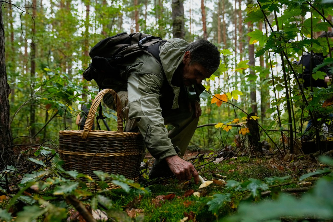 Mushroom hunting in Germany sees a revival thanks to veganism and medicinal fungi, in photos | iNFOnews.ca
