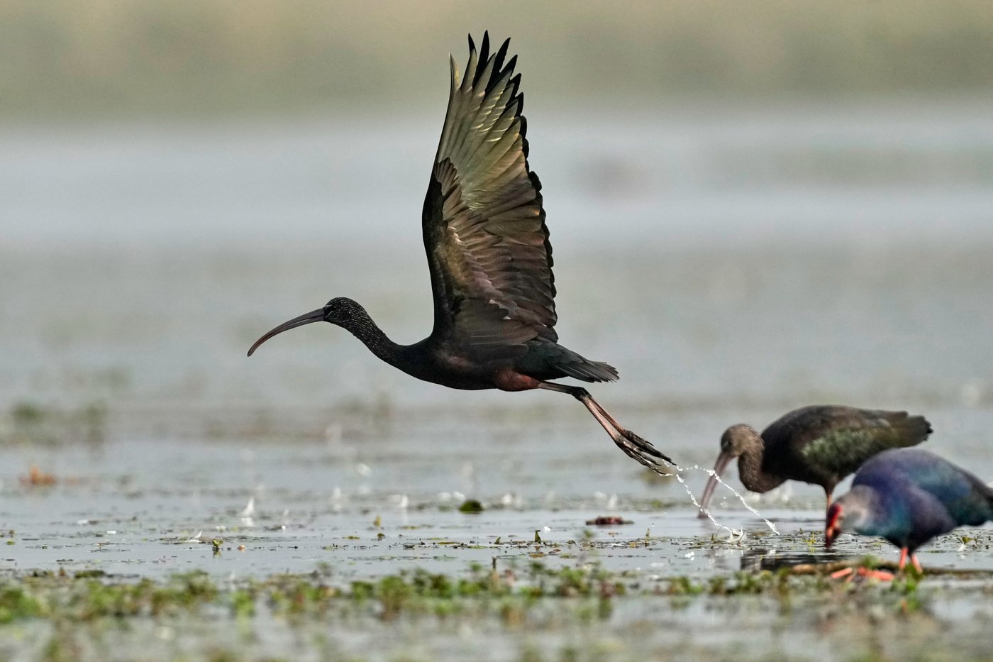 Photos show migratory birds after their arrival at an Indian wildlife sanctuary | iNFOnews.ca