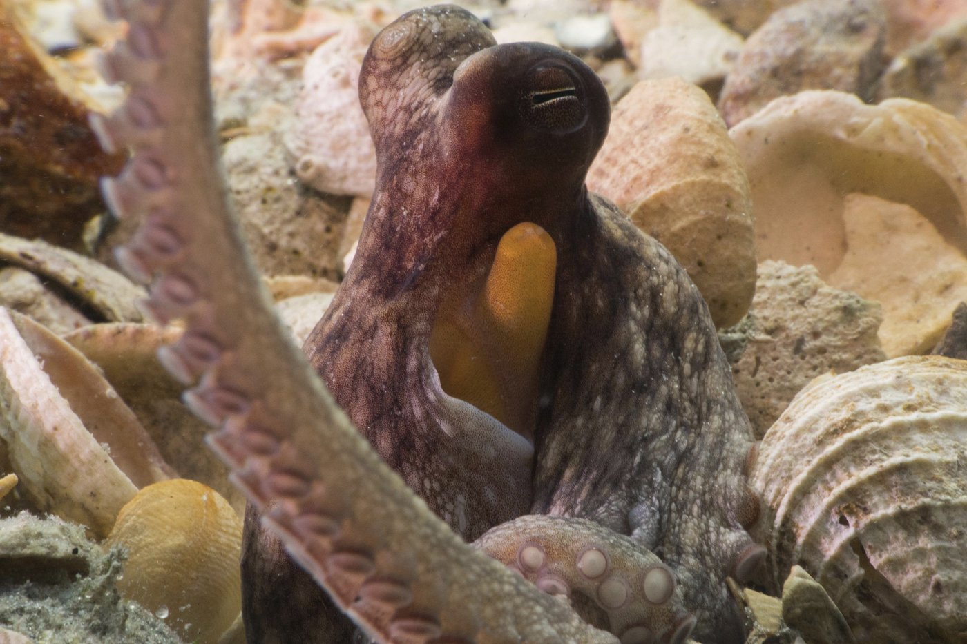 How to use 8 arms? Octopuses tend to explore with their front limbs | iNFOnews.ca