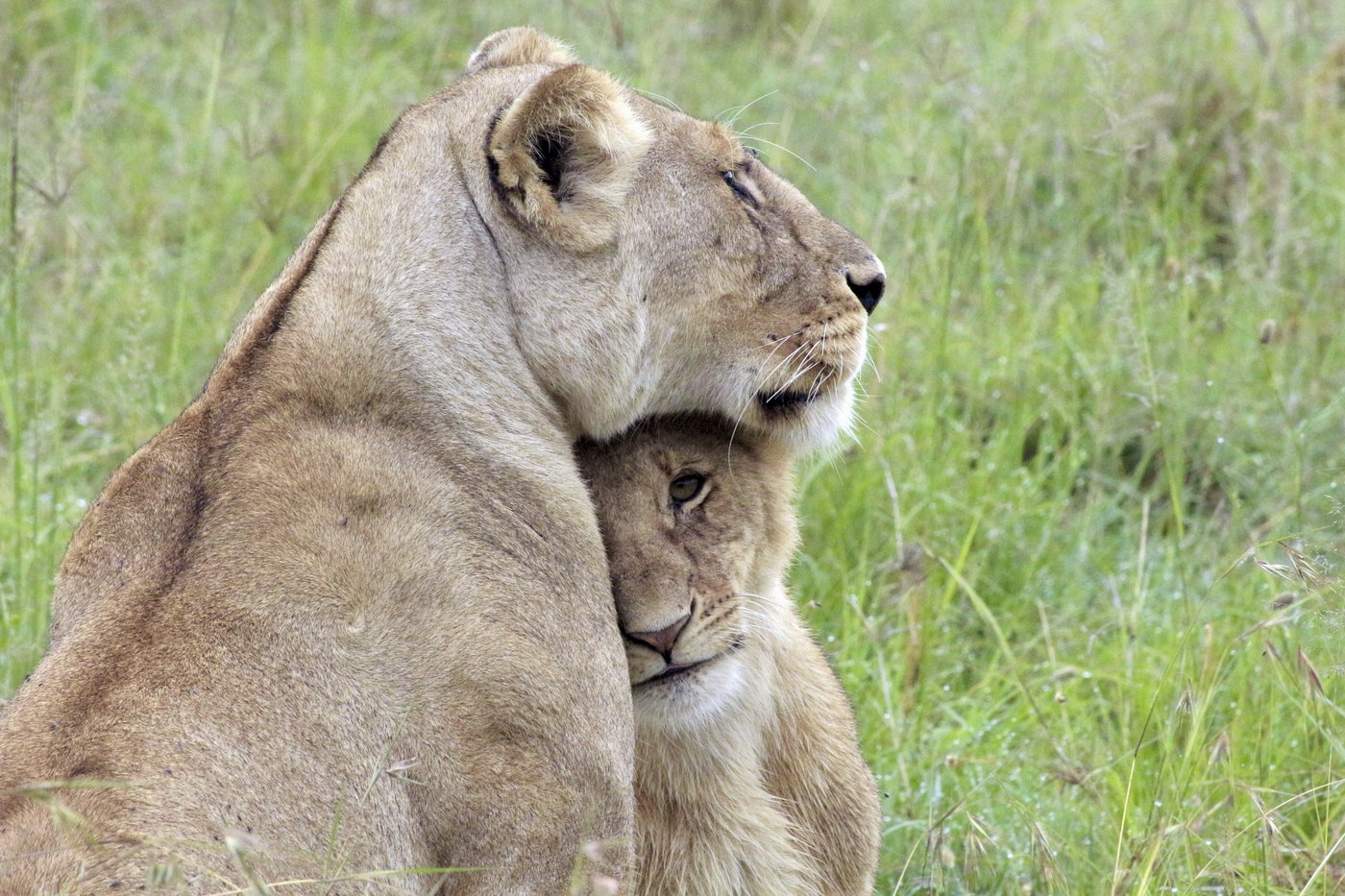 He lives alongside lions in Nairobi. The human-wildlife collision is dazzling - and dangerous | iNFOnews.ca