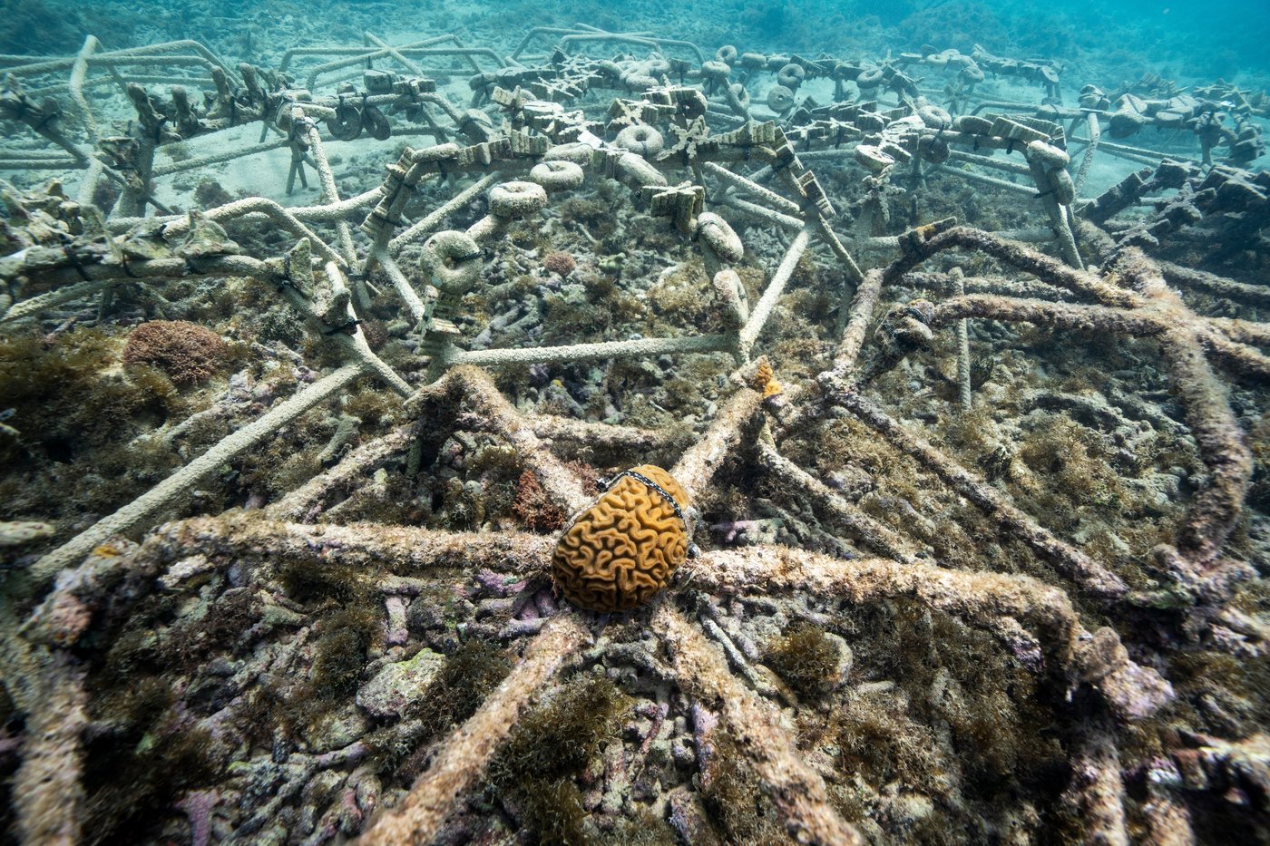 As reefs vanish, assisted coral fertilization offers hope in the Dominican Republic | iNFOnews.ca As reefs vanish, assisted coral fertilization offers hope in the Dominican Republic | iNFOnews.ca