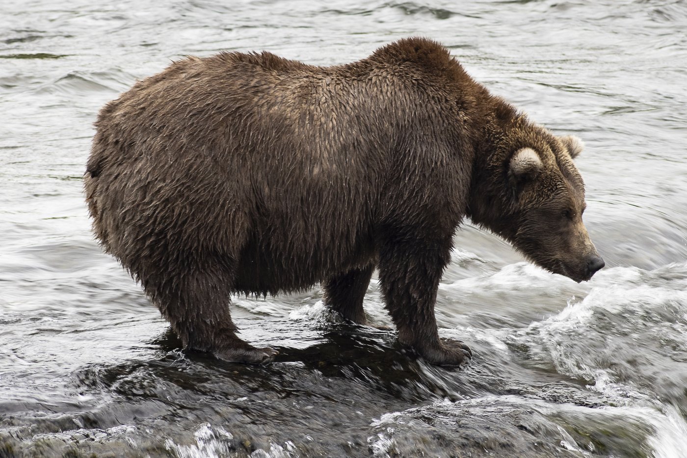 Alaska’s Fat Bear Week kicks off with online voting to crown the most oversized ursine | iNFOnews.ca
