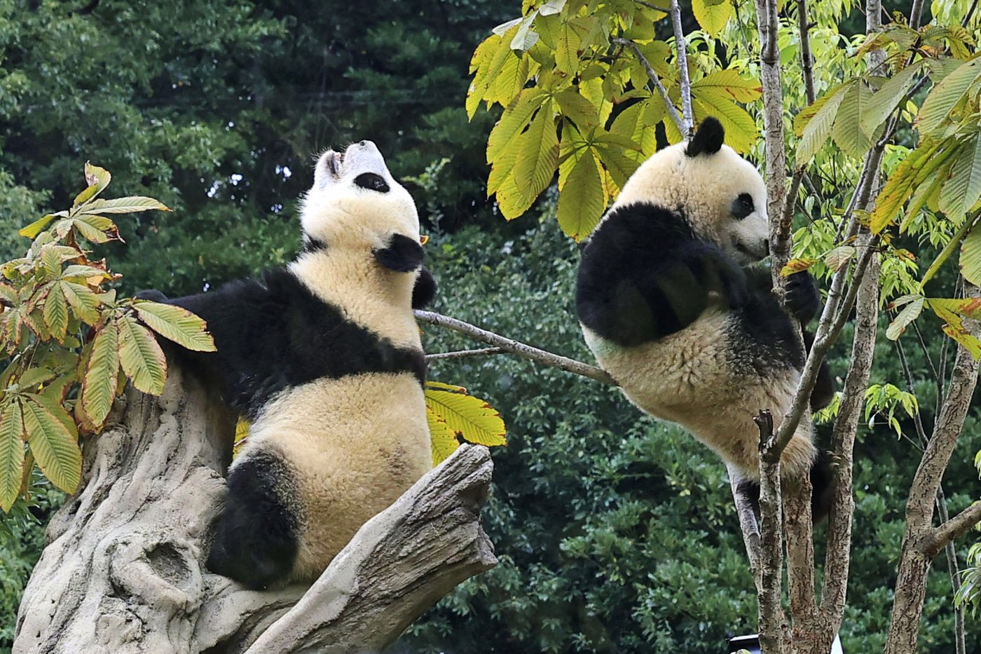 Japan will be without a panda for the first time in 50 years after twins leave Tokyo zoo | iNFOnews.ca Japan will be without a panda for the first time in 50 years after twins leave Tokyo zoo | iNFOnews.ca