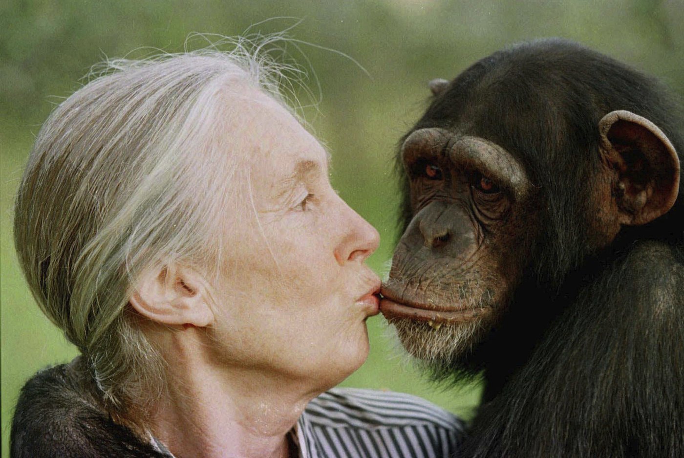 Environmentalists, politicians, celebrities recall life and influence of primatologist Jane Goodall | iNFOnews.ca