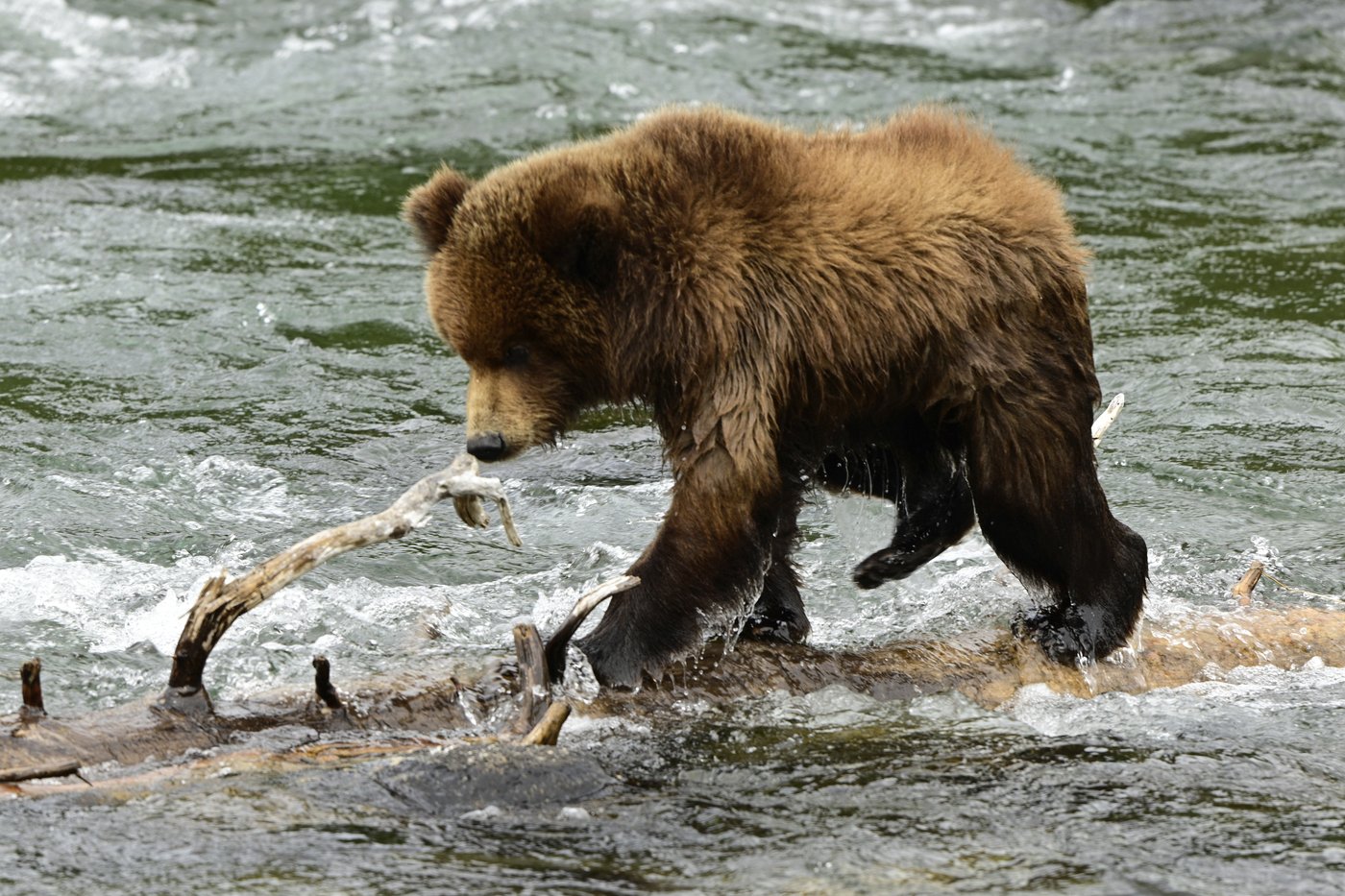 What to know about Fat Bear Week, and the brawny bruins ready to battle for the title | iNFOnews.ca