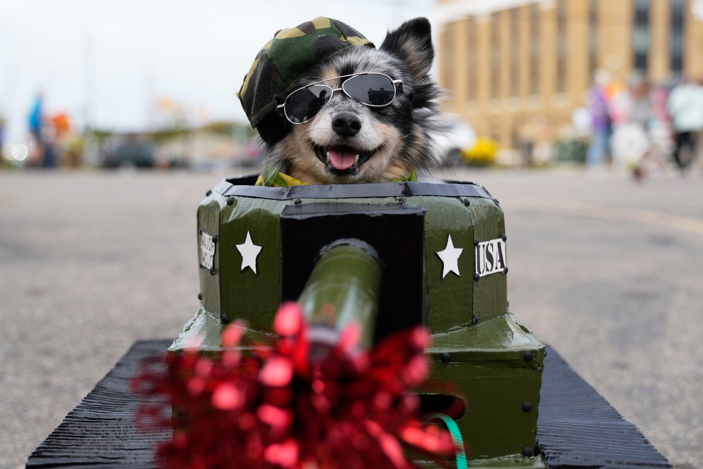 Dozens of costumed canines get their chance to trick-or-treating at Howloween event in Michigan | iNFOnews.ca Dozens of costumed canines get their chance to trick-or-treating at Howloween event in Michigan | iNFOnews.ca