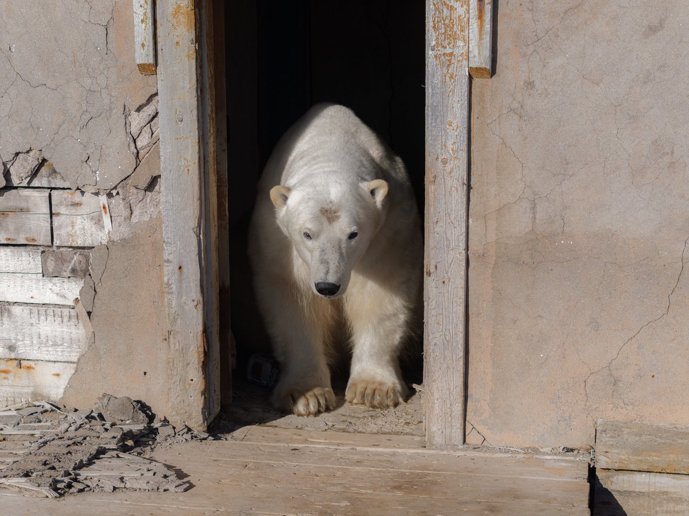 Photos show polar bears chilling at home in abandoned Russian research station | iNFOnews.ca