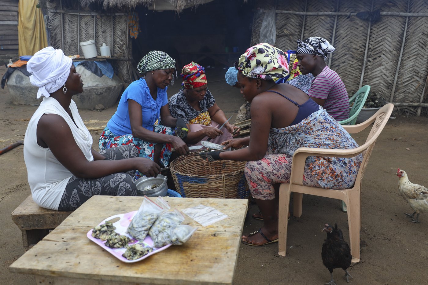 In coastal Ghana, female oyster farmers try to save an old practice threatened by climate change | iNFOnews.ca In coastal Ghana, female oyster farmers try to save an old practice threatened by climate change | iNFOnews.ca
