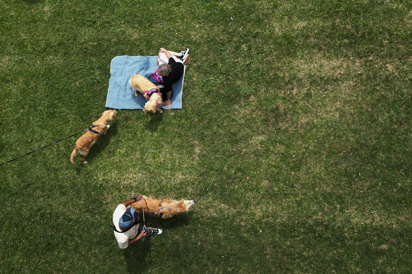 Photos of golden retrievers gathered in Buenos Aires for a world record attempt | iNFOnews.ca