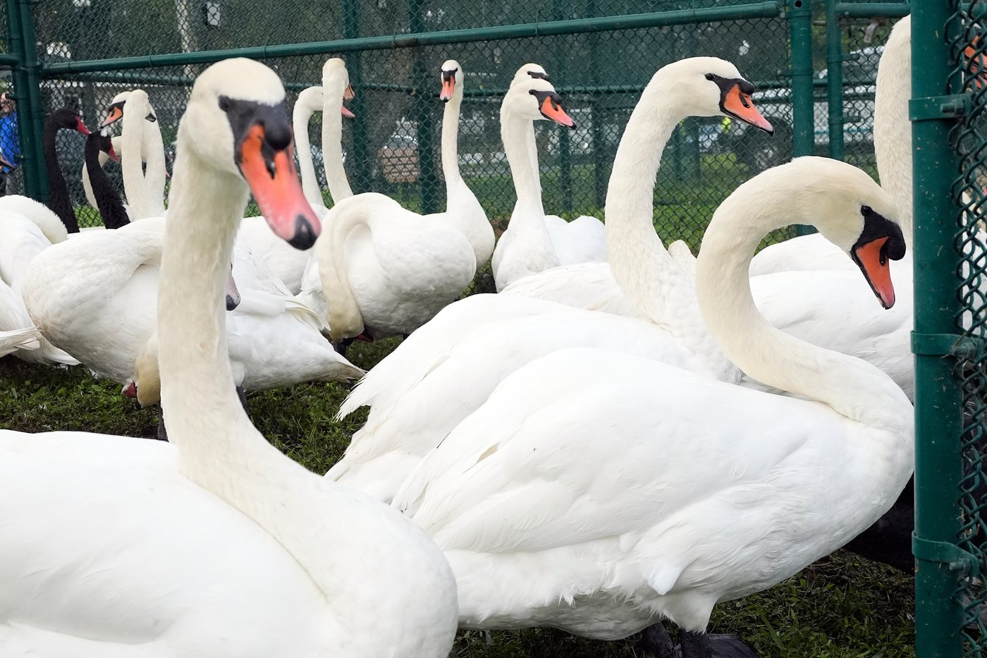 Lakeland's swans, descendants of Queen Elizabeth II's gift, get annual health checkup | iNFOnews.ca Lakeland's swans, descendants of Queen Elizabeth II's gift, get annual health checkup | iNFOnews.ca