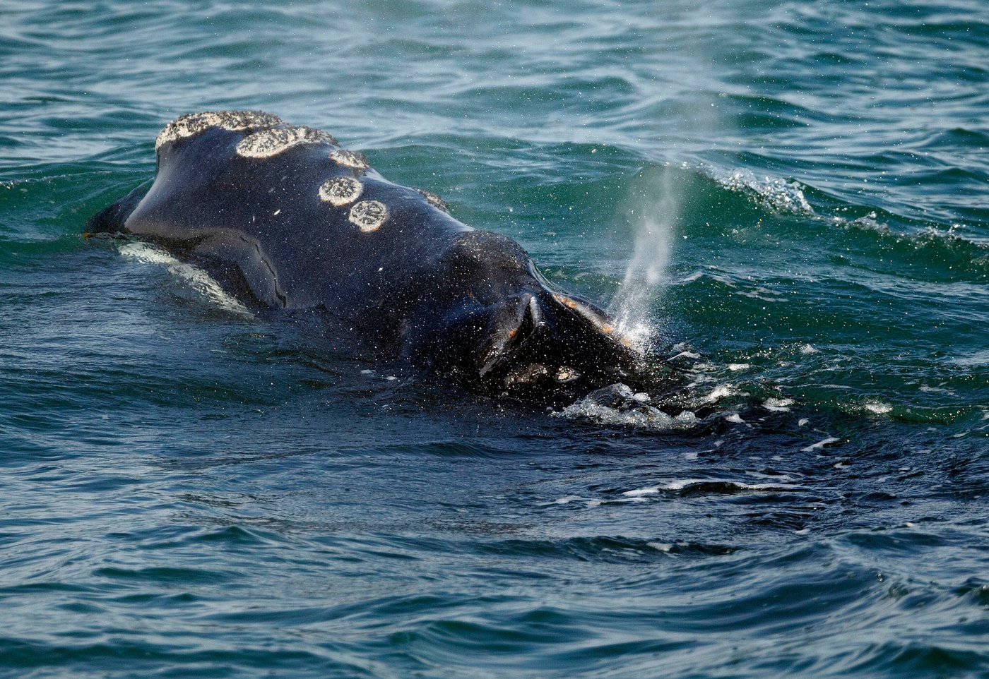 One of the world's rarest whales that makes the Atlantic its home grows in population | iNFOnews.ca One of the world's rarest whales that makes the Atlantic its home grows in population | iNFOnews.ca