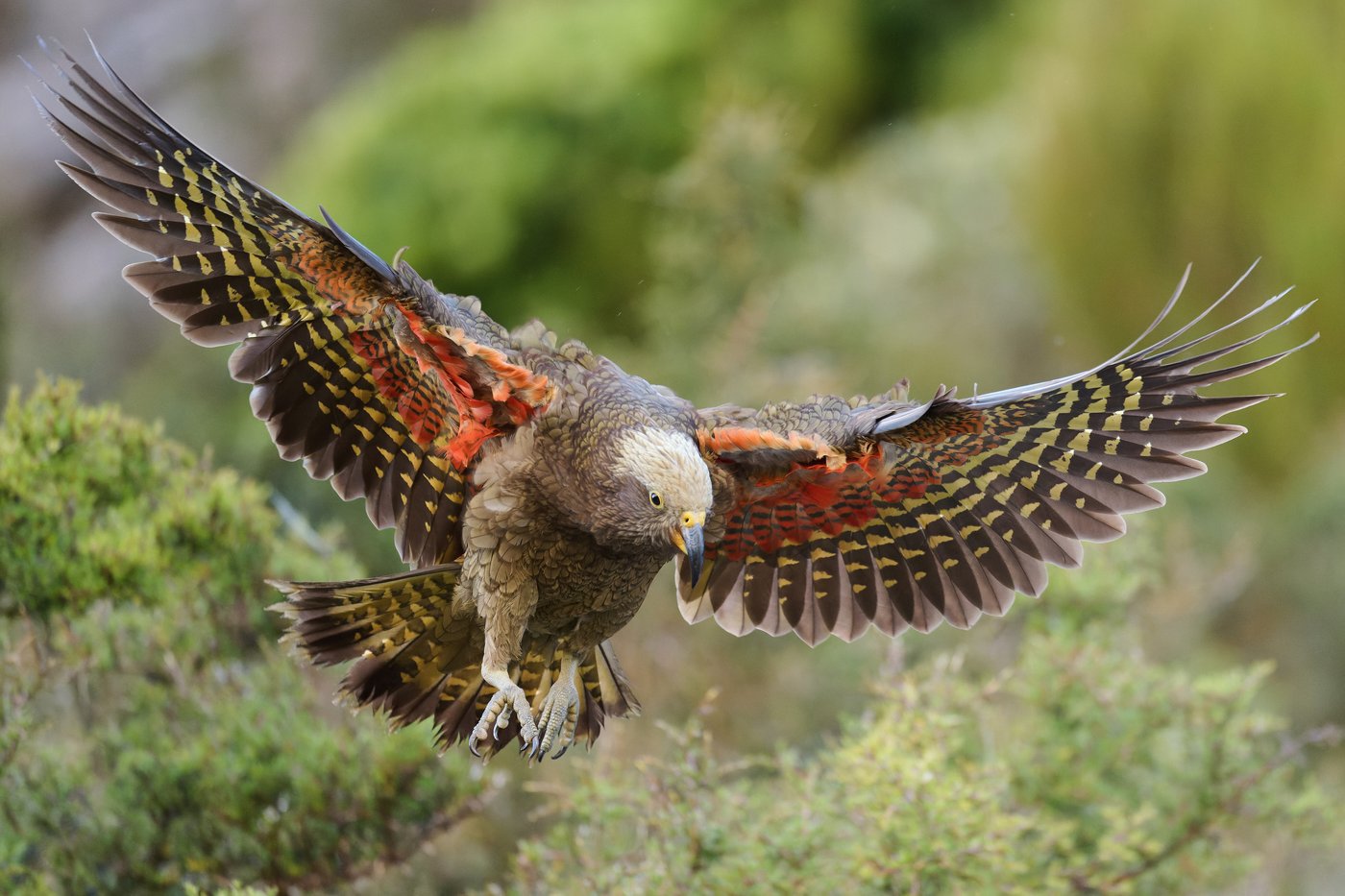 A raptor with no qualms about eating its opponents wins New Zealand's annual bird election | iNFOnews.ca