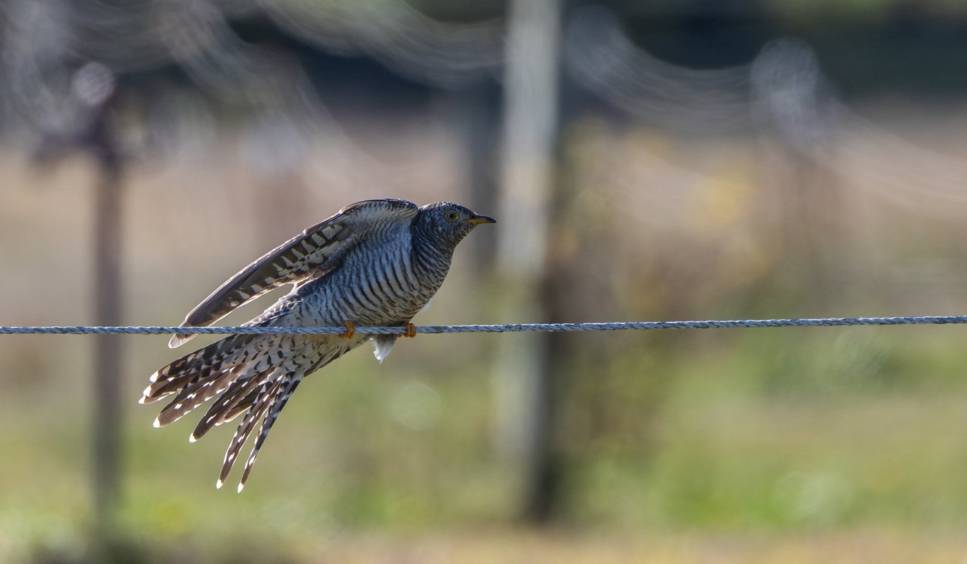 Birders going ‘cuckoo’ after unexpected sighting in New York City area | iNFOnews.ca Birders going ‘cuckoo’ after unexpected sighting in New York City area | iNFOnews.ca