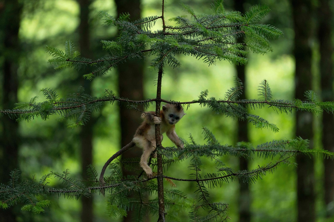 China's rare golden monkeys debut at European zoos, a possible successor to 'panda diplomacy' | iNFOnews.ca China's rare golden monkeys debut at European zoos, a possible successor to 'panda diplomacy' | iNFOnews.ca