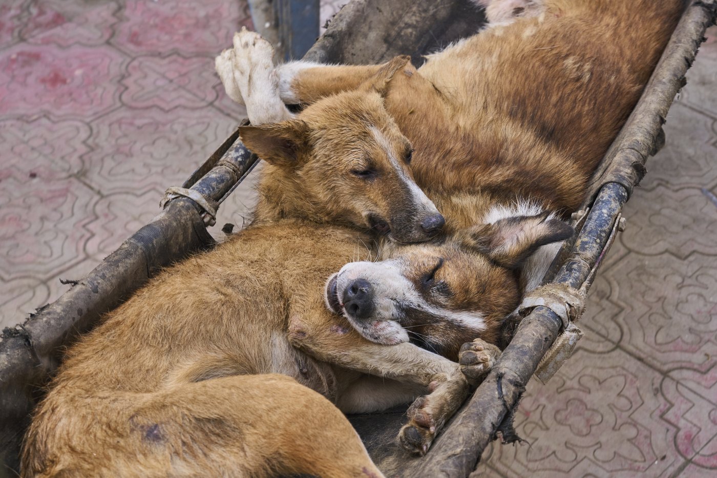 Photos of stray dogs in Indian-controlled Kashmir and attempts to control their population | iNFOnews.ca