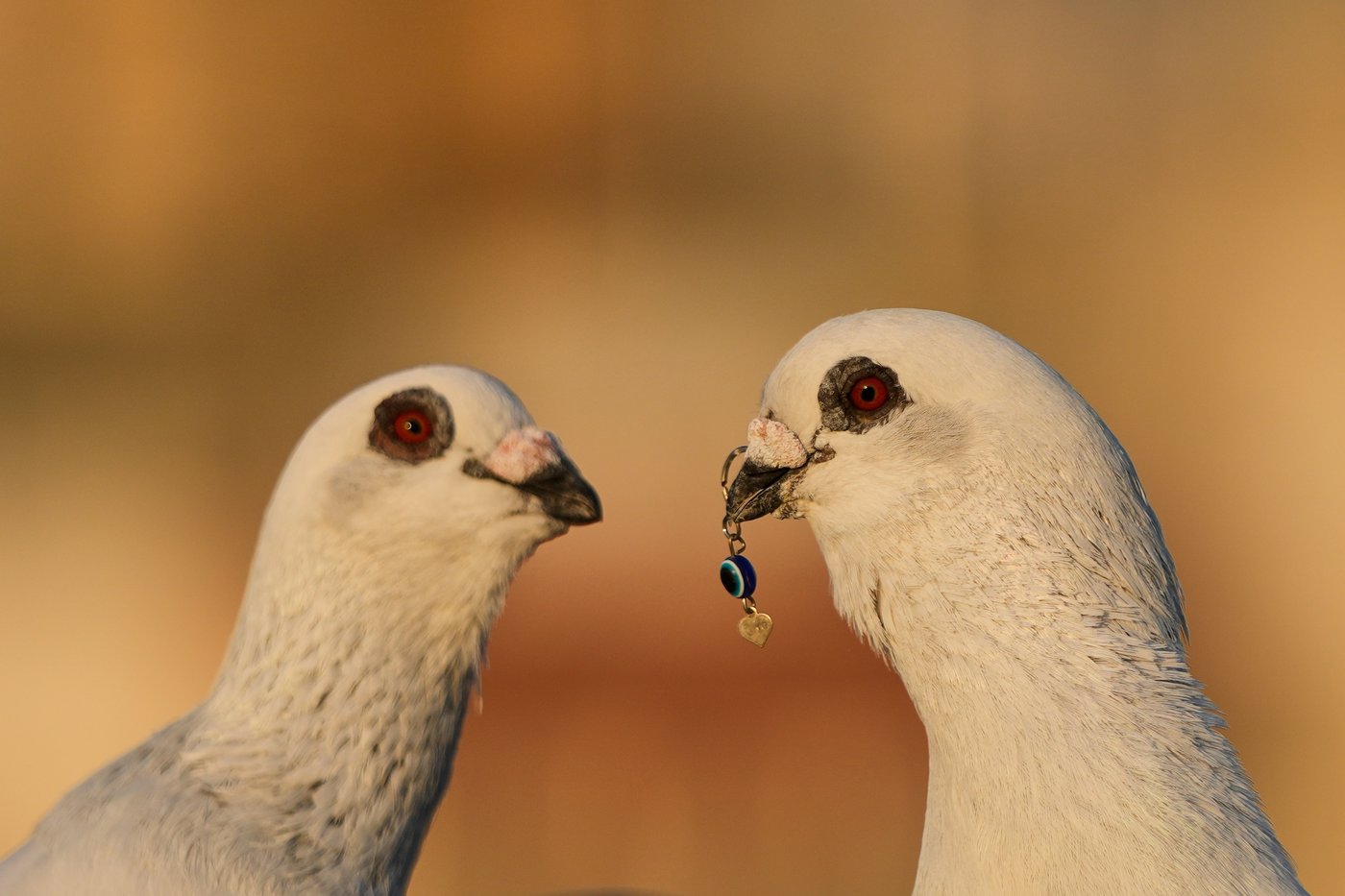 Photos of a Beirut woman's rooftop sanctuary for pigeons | iNFOnews.ca