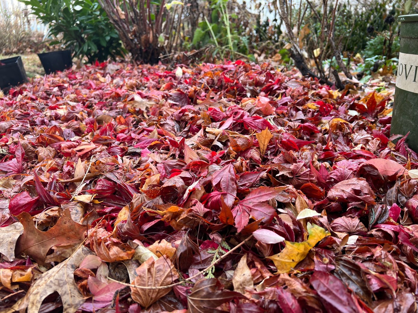 As the garden winds down, it's time to care for winter-prepping birds | iNFOnews.ca