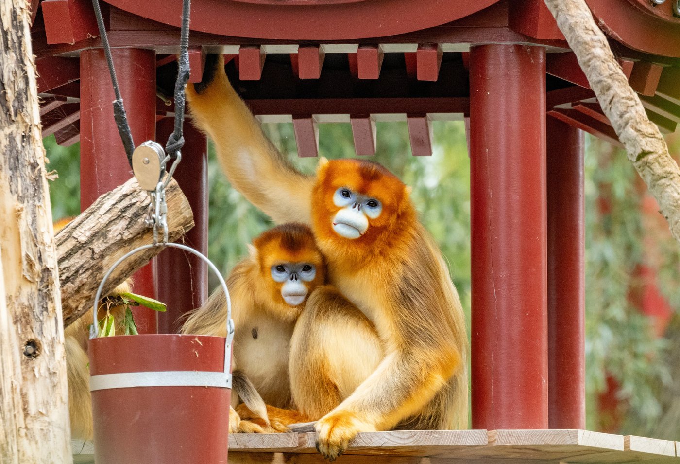 China's rare golden monkeys debut at European zoos, a possible successor to 'panda diplomacy' | iNFOnews.ca China's rare golden monkeys debut at European zoos, a possible successor to 'panda diplomacy' | iNFOnews.ca