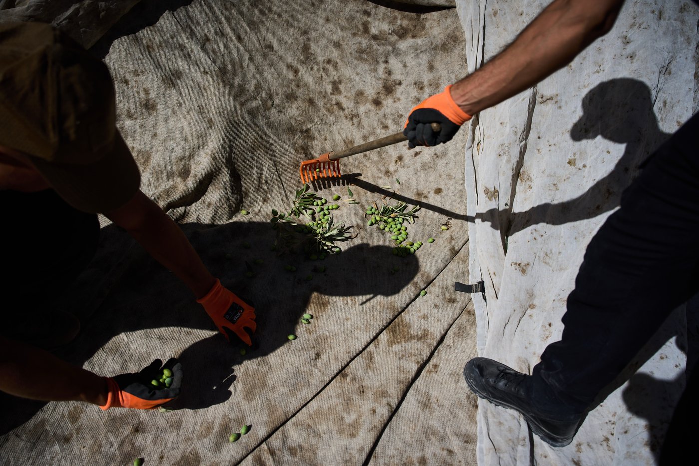Photos show monks and nuns harvesting olives on the Holy Land’s Mount of Olives | iNFOnews.ca