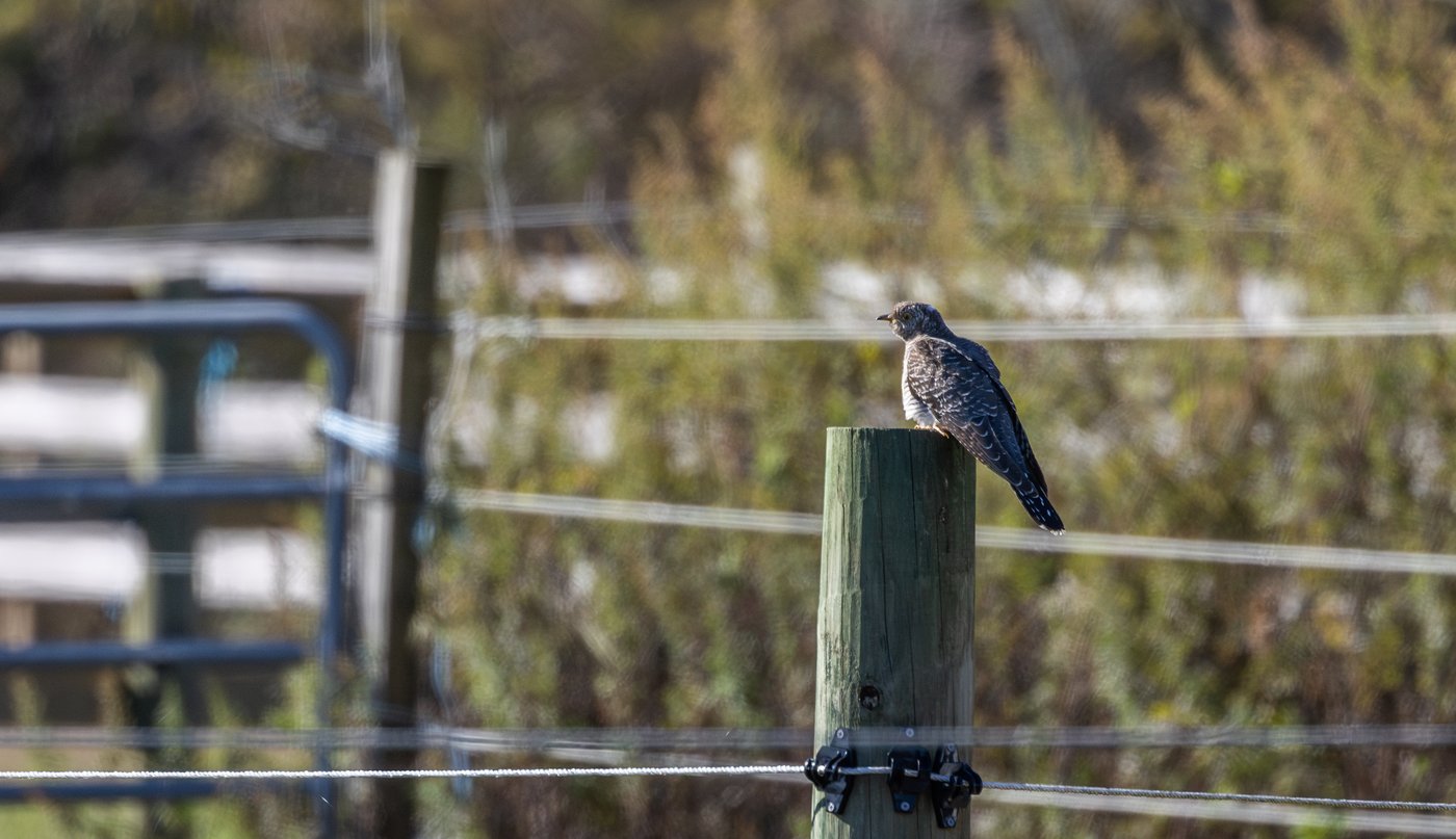 Birders going ‘cuckoo’ after unexpected sighting in New York City area | iNFOnews.ca Birders going ‘cuckoo’ after unexpected sighting in New York City area | iNFOnews.ca