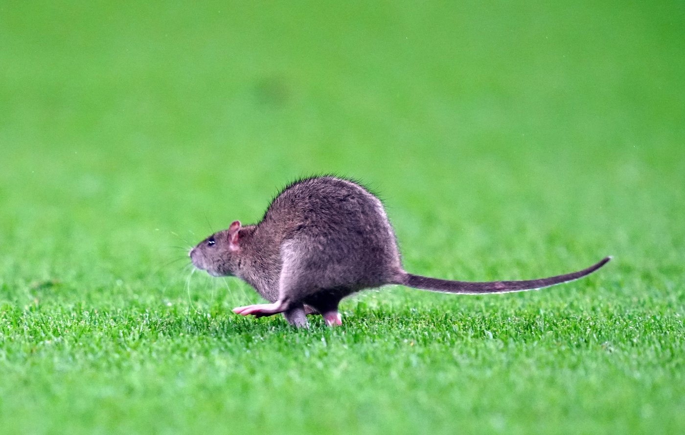 A rat briefly delays World Cup qualifier between Wales and Belgium | iNFOnews.ca A rat briefly delays World Cup qualifier between Wales and Belgium | iNFOnews.ca