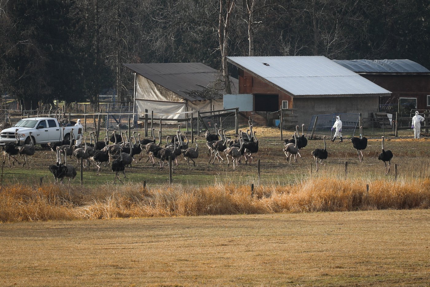 RCMP says B.C. ostrich farm investigations continue, charges neither laid nor stayed | iNFOnews.ca