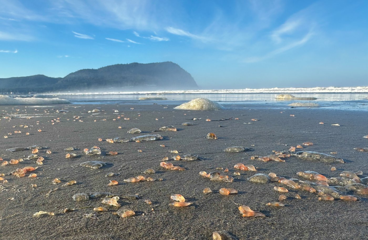 Sea cucumbers wash ashore by the thousands in a coastal Oregon town | iNFOnews.ca Sea cucumbers wash ashore by the thousands in a coastal Oregon town | iNFOnews.ca