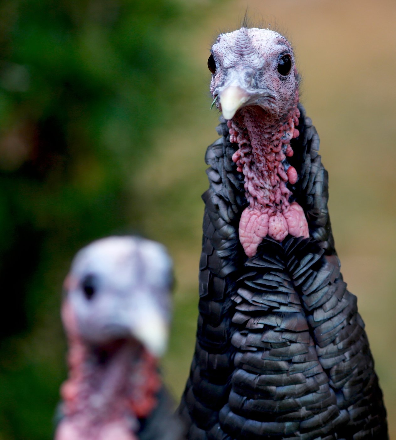 How trading wild turkeys for other animals became a conservation success story | iNFOnews.ca