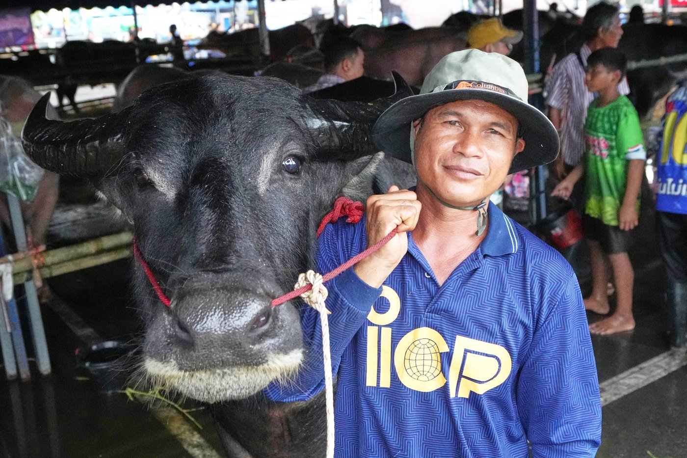 Thailand's water buffaloes have upgraded their status from draft animals to prized competitors | iNFOnews.ca