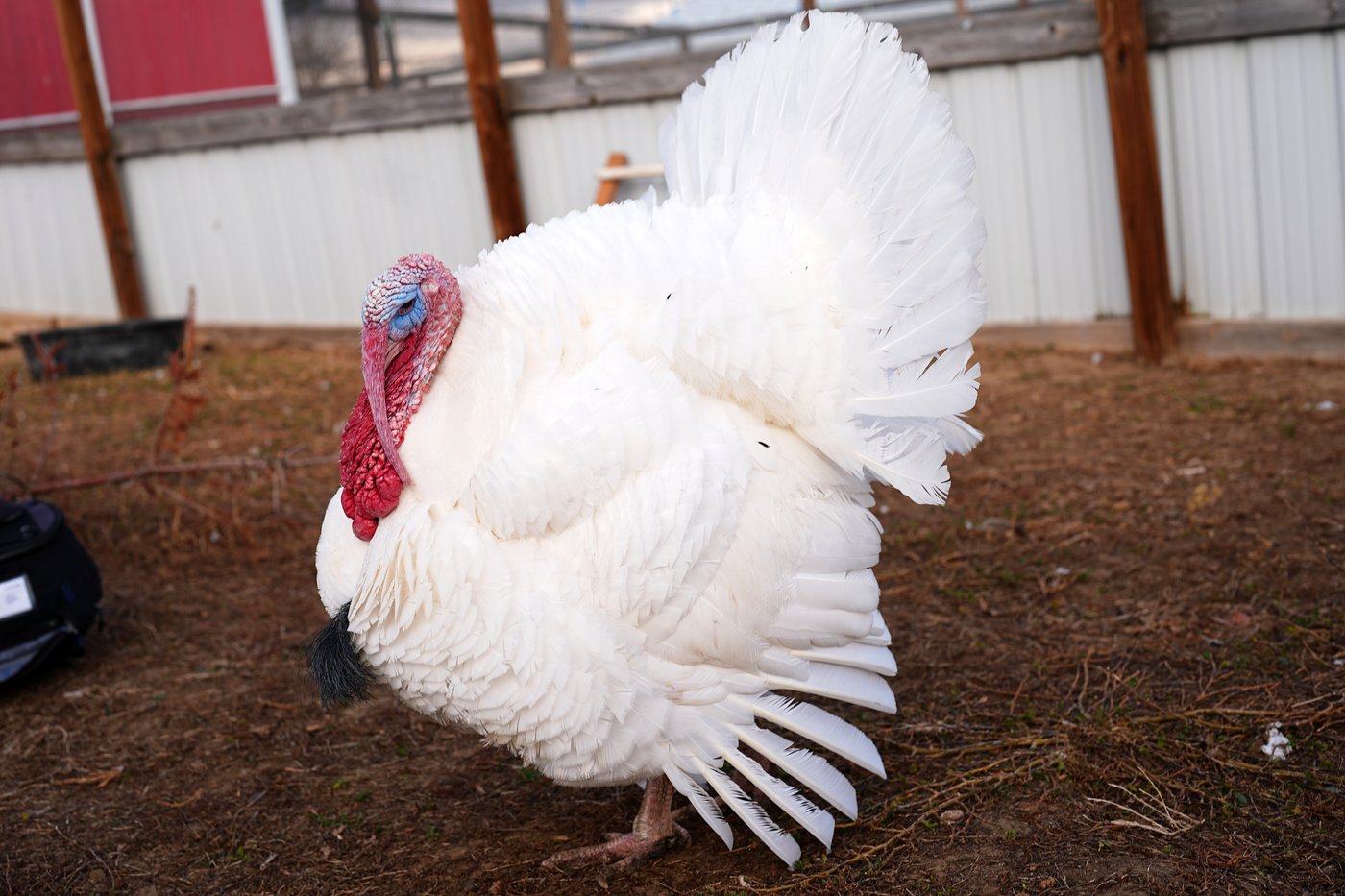 Some families are 'adopting' turkeys for Thanksgiving instead of eating them | iNFOnews.ca