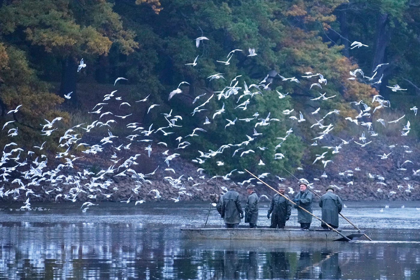 Photos show Czech fisherman hauling in Christmas carp for holiday tables | iNFOnews.ca