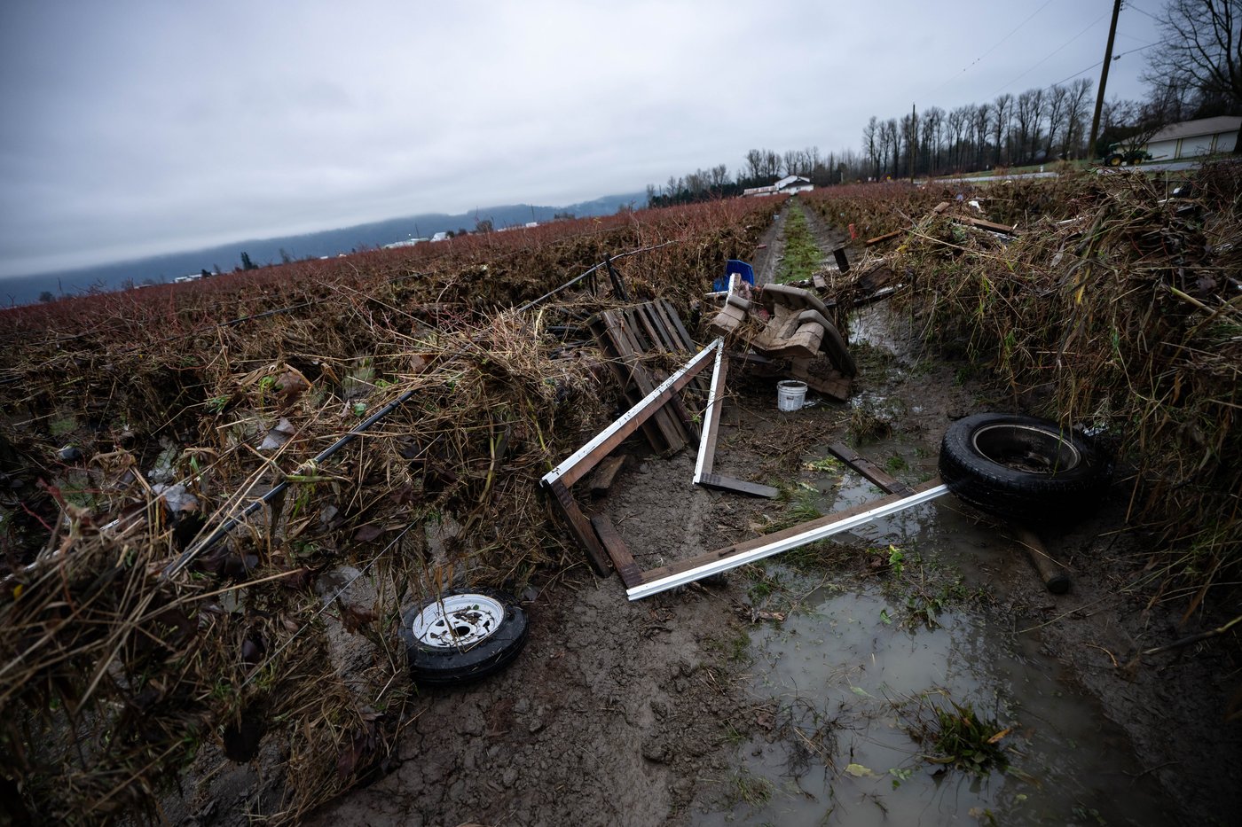 Abbotsford floodwaters recede but more rain in store for B.C.'s Fraser Valley | iNFOnews.ca Abbotsford floodwaters recede but more rain in store for B.C.'s Fraser Valley | iNFOnews.ca
