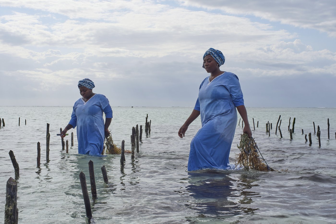 Zanzibar is seeing a seaweed boom. Can the women collecting it cash in? | iNFOnews.ca Zanzibar is seeing a seaweed boom. Can the women collecting it cash in? | iNFOnews.ca
