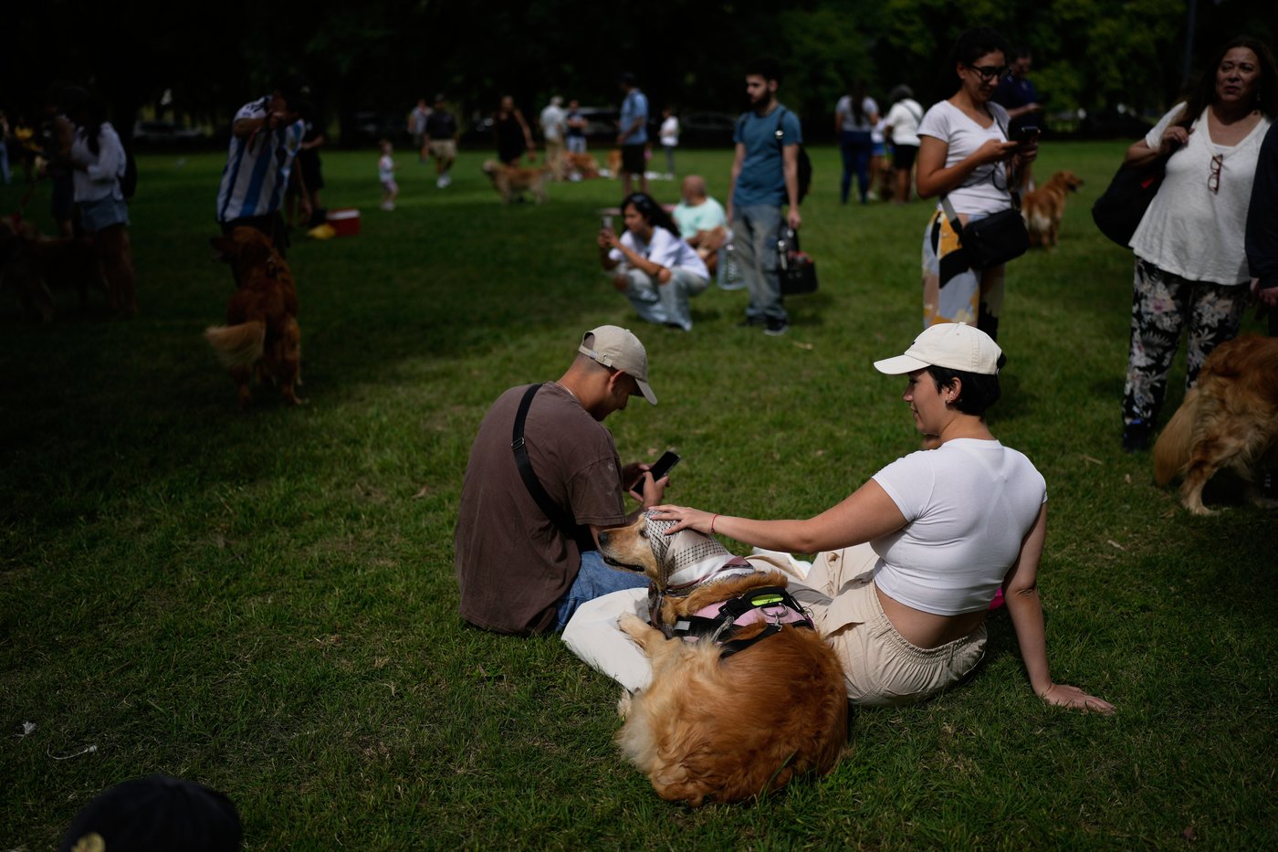Photos of golden retrievers gathered in Buenos Aires for a world record attempt | iNFOnews.ca