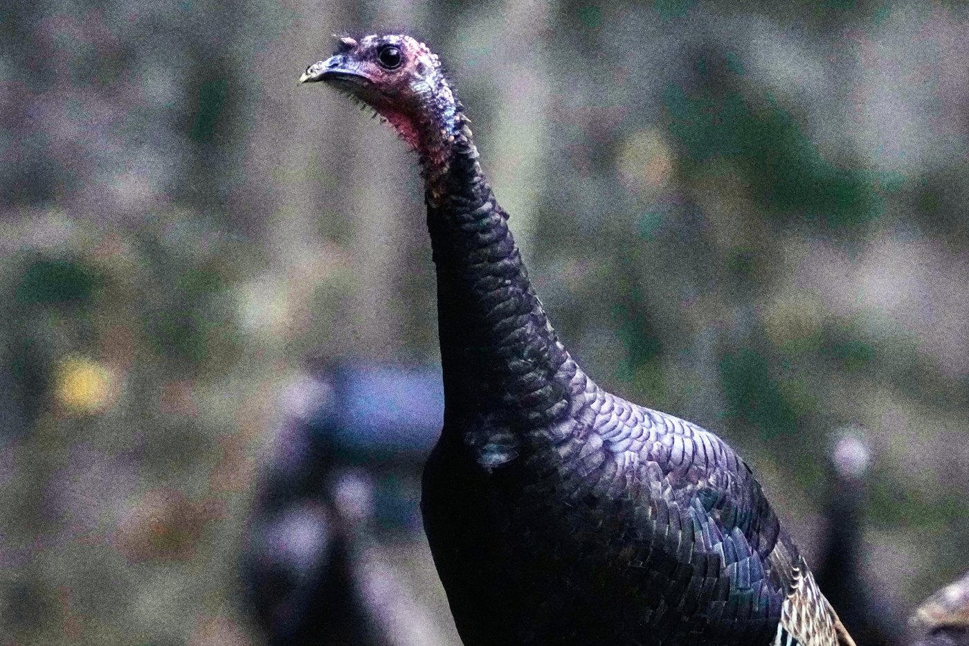 How trading wild turkeys for other animals became a conservation success story | iNFOnews.ca