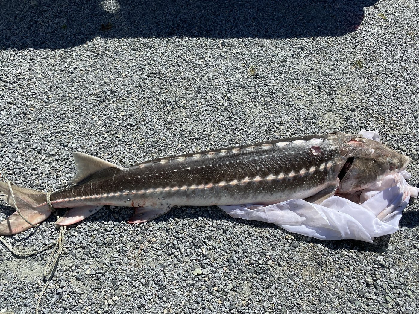 B.C. First Nation investigates sturgeon deaths, with plan to track drifting carcasses | iNFOnews.ca