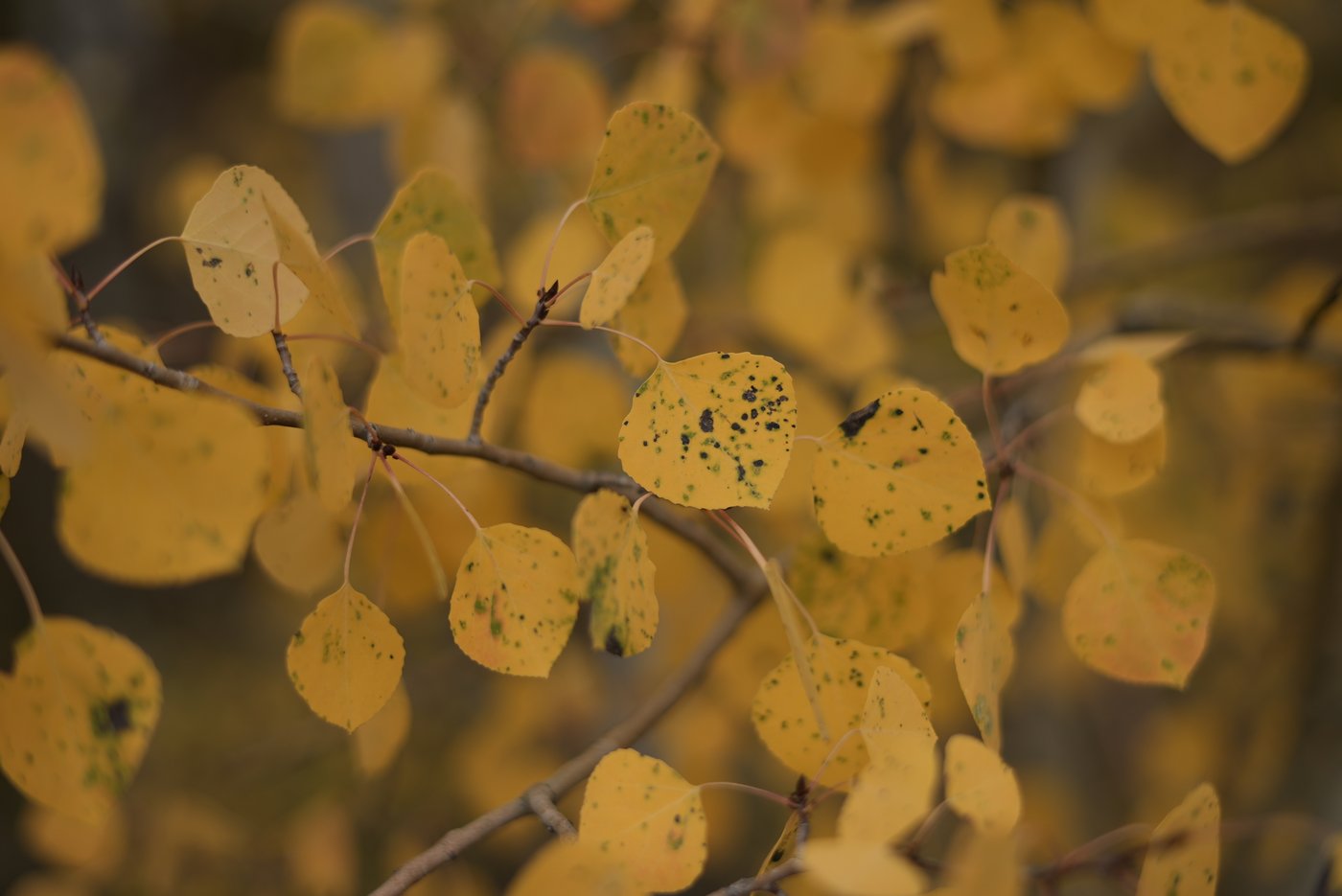 Leaf-peeping season hampered by drought: Fall foliage dropping sooner, showing less color | iNFOnews.ca Leaf-peeping season hampered by drought: Fall foliage dropping sooner, showing less color | iNFOnews.ca