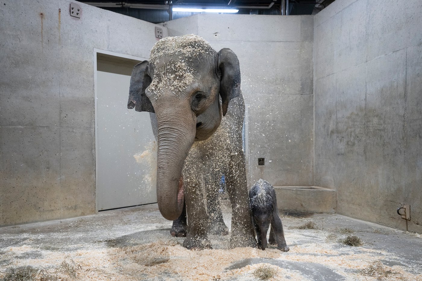 Columbus Zoo welcomes 2nd Asian elephant calf this year | iNFOnews.ca Columbus Zoo welcomes 2nd Asian elephant calf this year | iNFOnews.ca