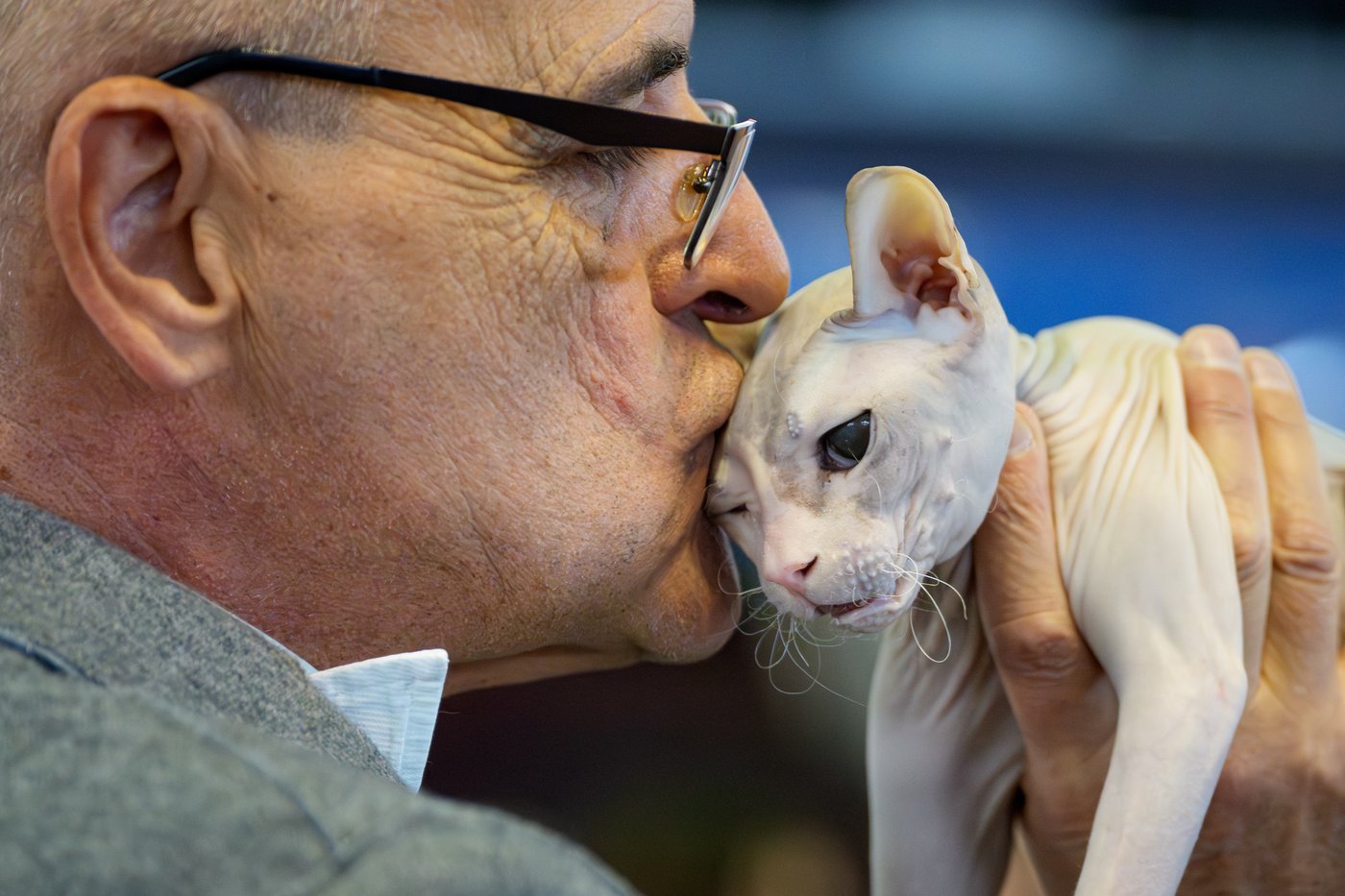 Photos from the world's largest cat show, as 1,000 felines and their fans gather in Romania | iNFOnews.ca
