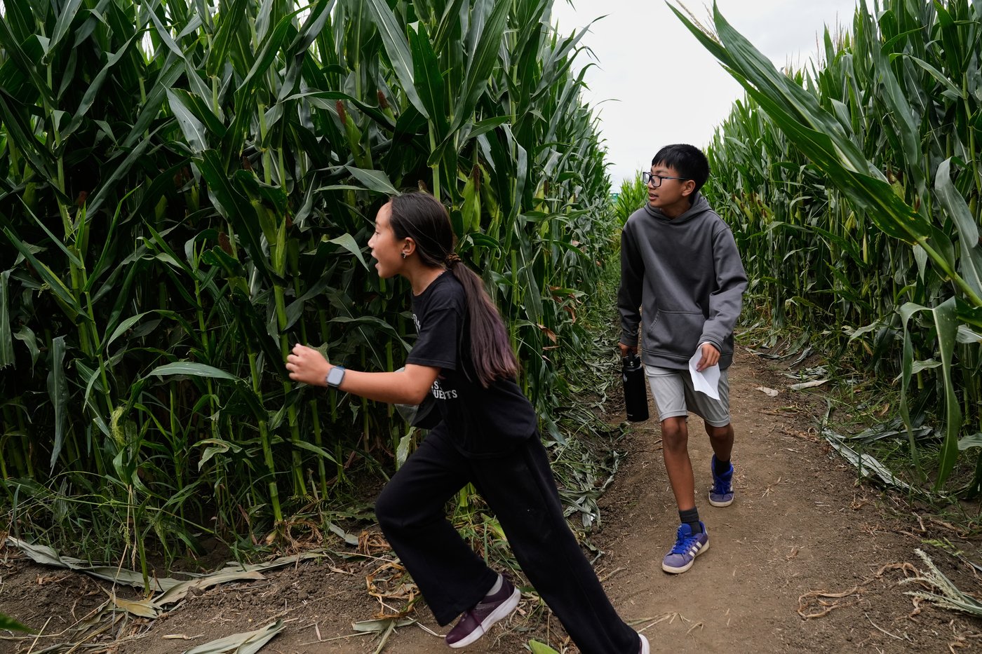 Giant Northern California corn maze lets visitors enjoy getting lost | iNFOnews.ca
