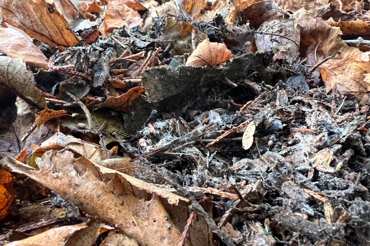 Transform fallen leaves into valuable leaf mold for your garden this fall | iNFOnews.ca