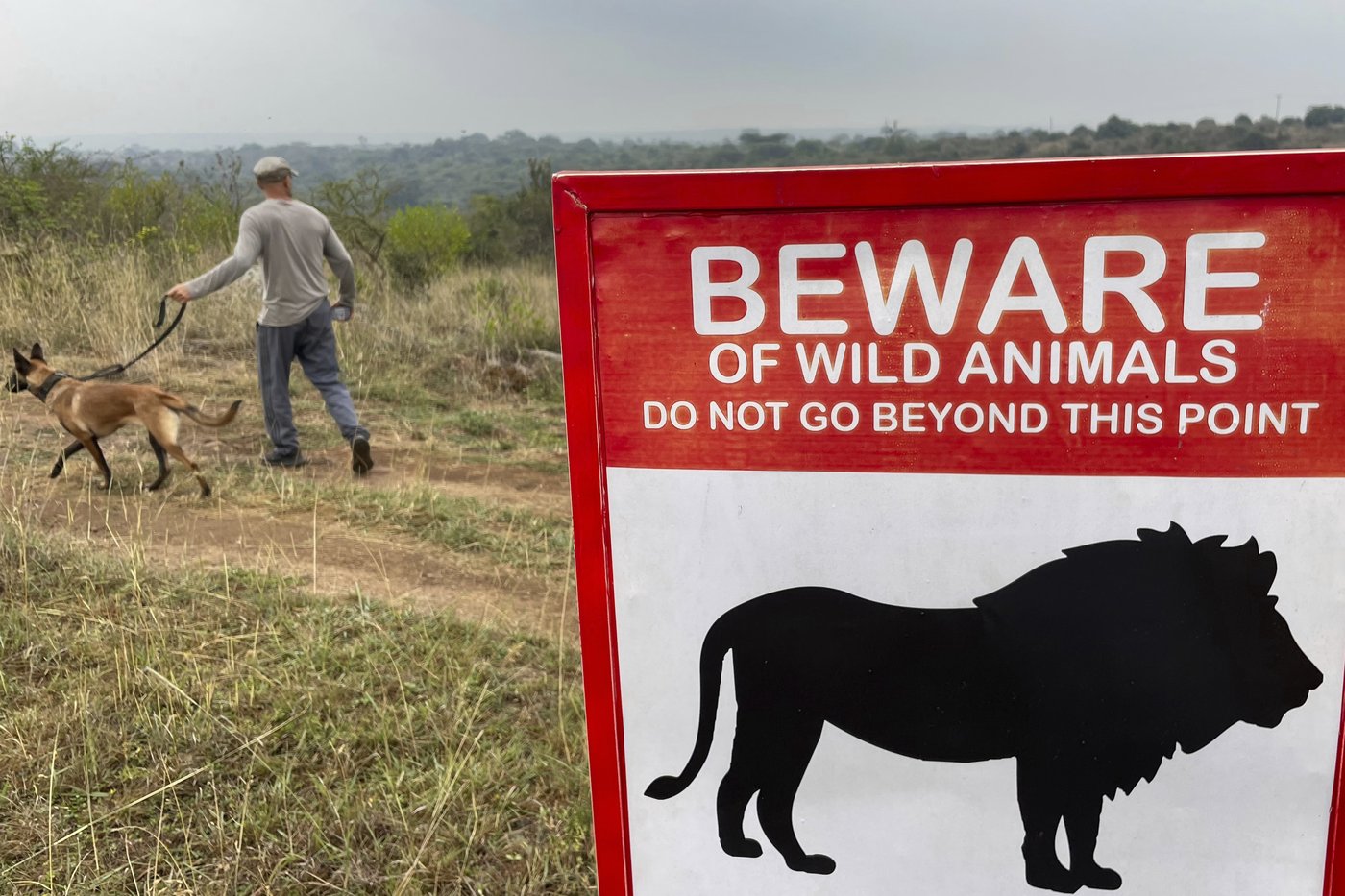 He lives alongside lions in Nairobi. The human-wildlife collision is dazzling - and dangerous | iNFOnews.ca
