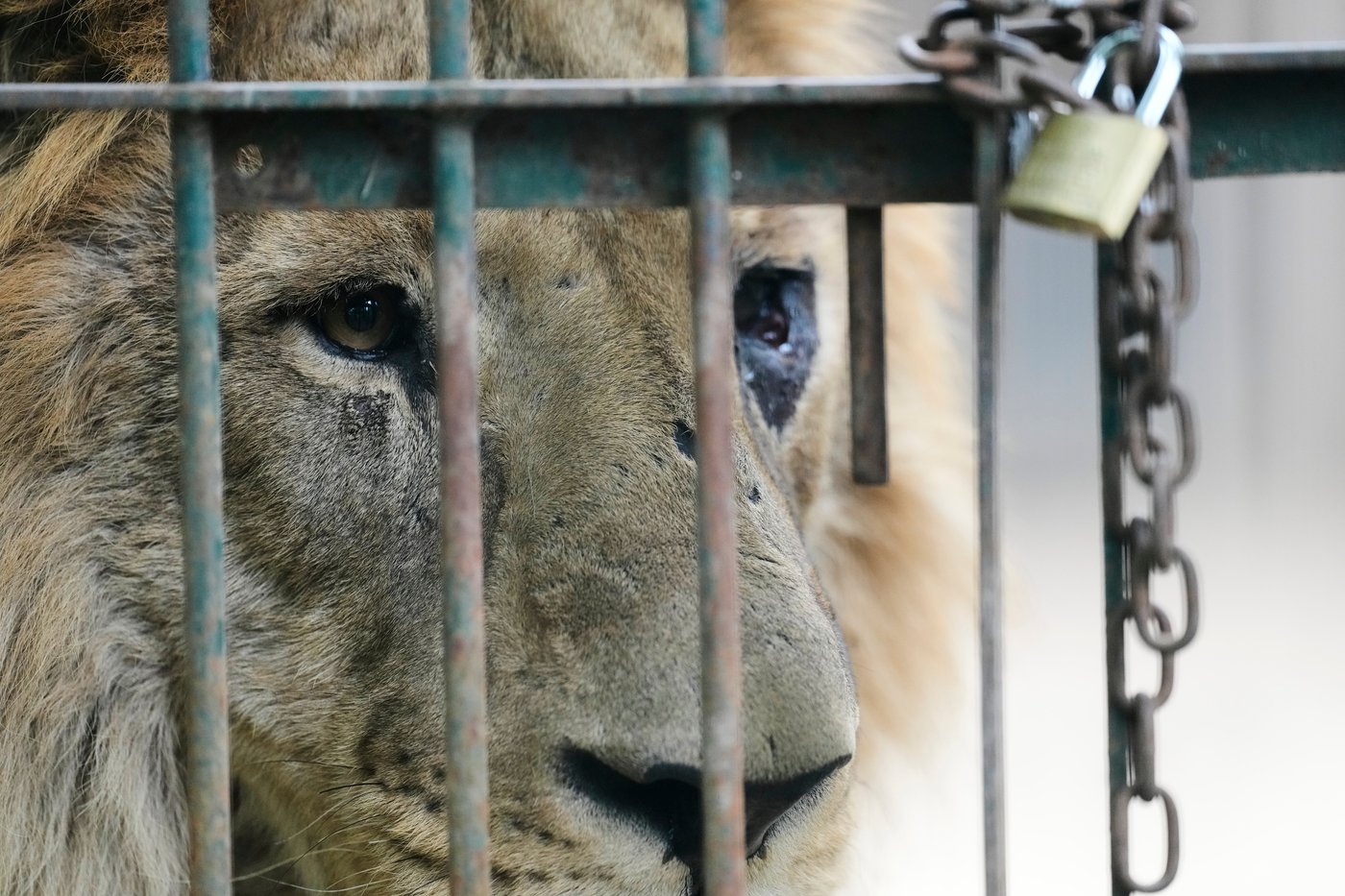 Years after Argentina shut a notorious zoo, the stranded animals are finally being rescued | iNFOnews.ca Years after Argentina shut a notorious zoo, the stranded animals are finally being rescued | iNFOnews.ca